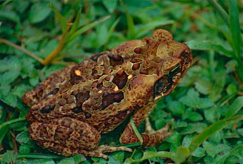 Cane Toad