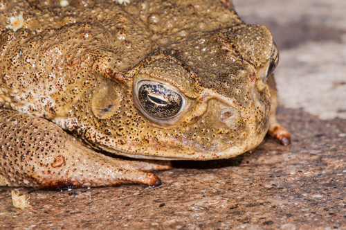 Cane Toad