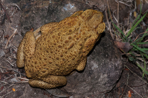 Cane Toad
