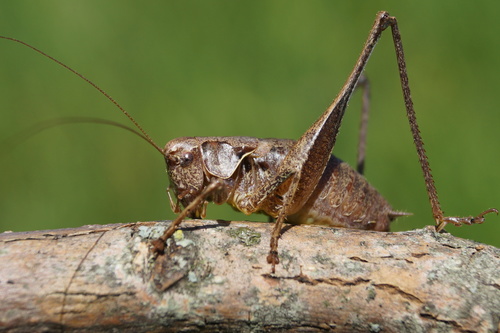 Dark Bush-cricket
