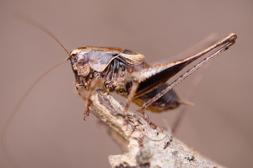 Dark Bush-cricket
