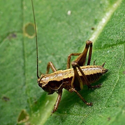 Dark Bush-cricket