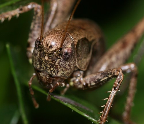 Dark Bush-cricket
