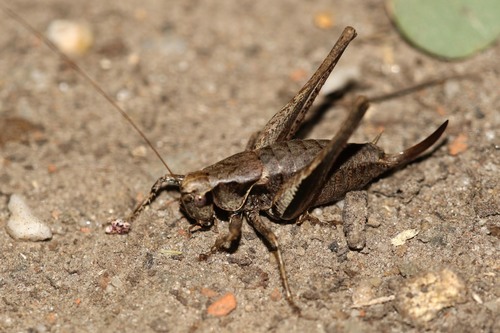 Dark Bush-cricket