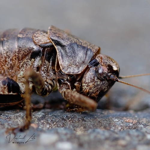 Dark Bush-cricket