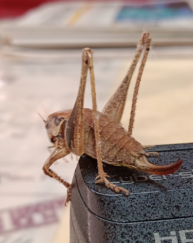 Dark Bush-cricket