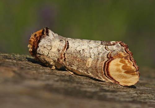 Buff-tip