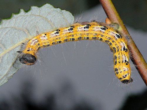 Buff-tip