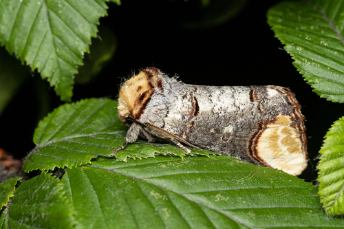 Buff-tip