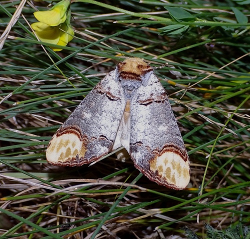 Buff-tip