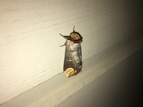 Buff-tip