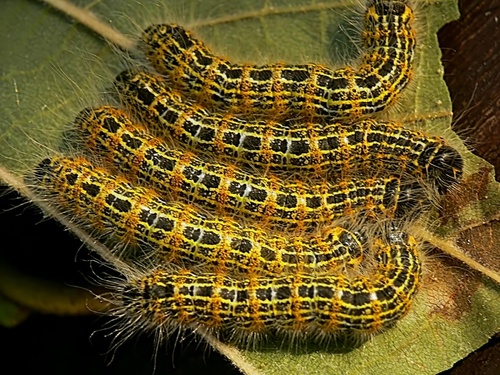 Buff-tip
