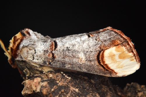 Buff-tip