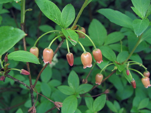 mock azalea