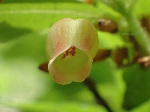 mock azalea