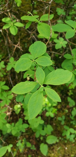 mock azalea