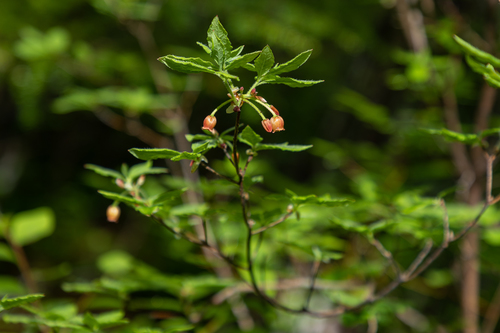 mock azalea