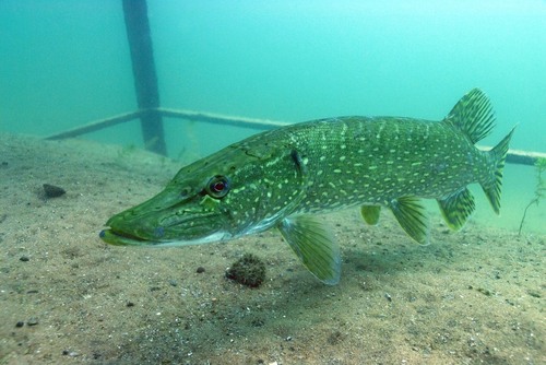 Northern Pike