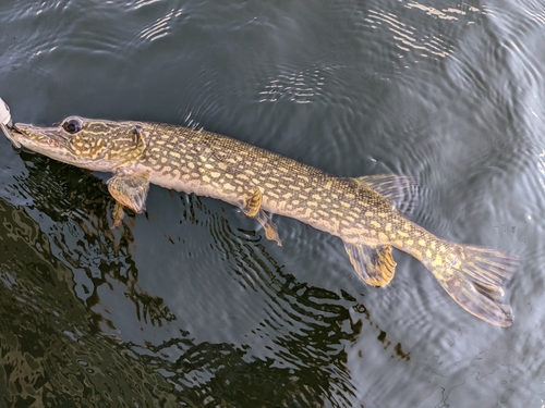 Northern Pike