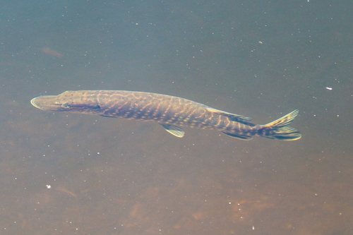 Northern Pike