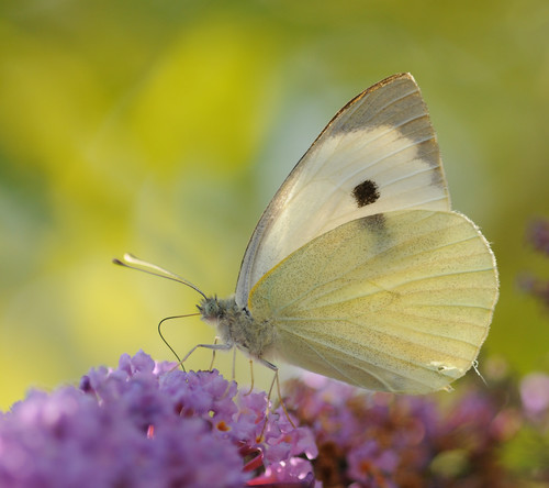 Large White
