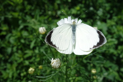 Large White