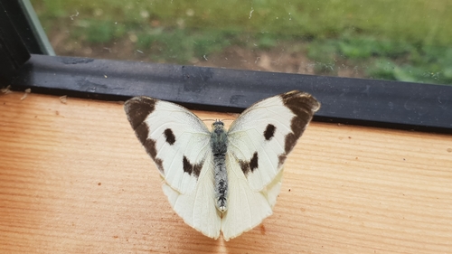 Large White