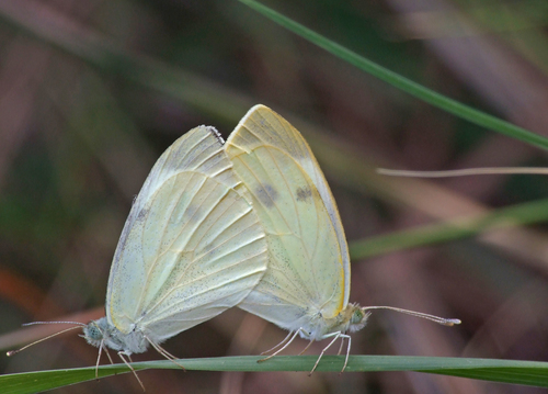 Large White