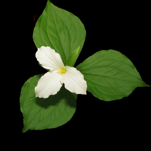 large white trillium