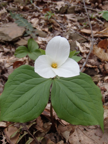 large white trillium
