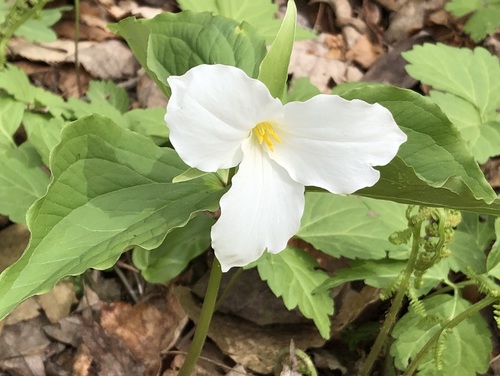 large white trillium