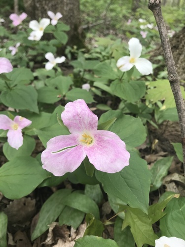 large white trillium