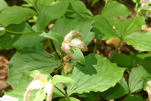 large white trillium