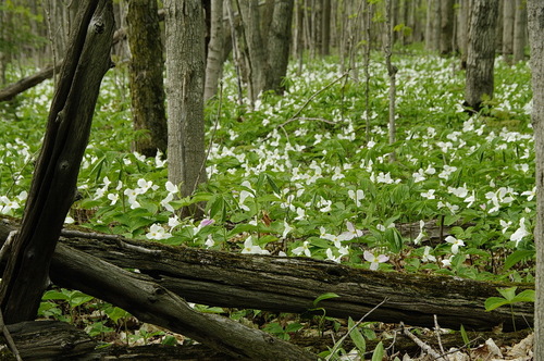 large white trillium