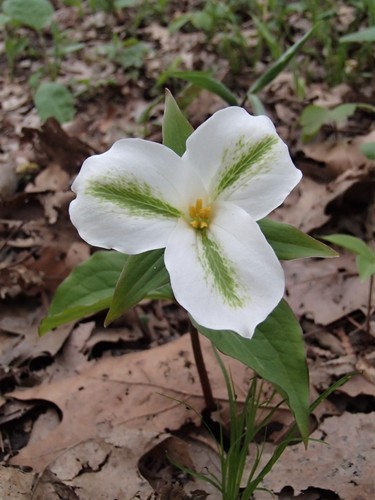 large white trillium