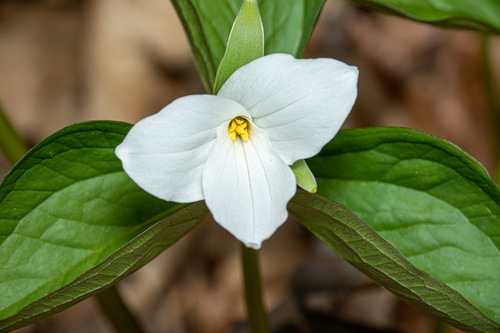 large white trillium