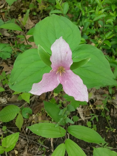 large white trillium
