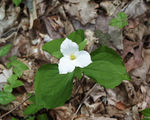 large white trillium