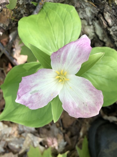 large white trillium