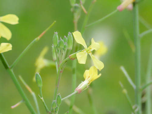 Wild radish