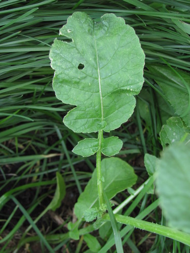 Wild radish