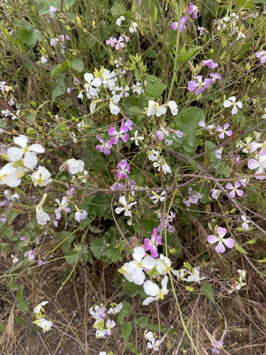 Wild radish
