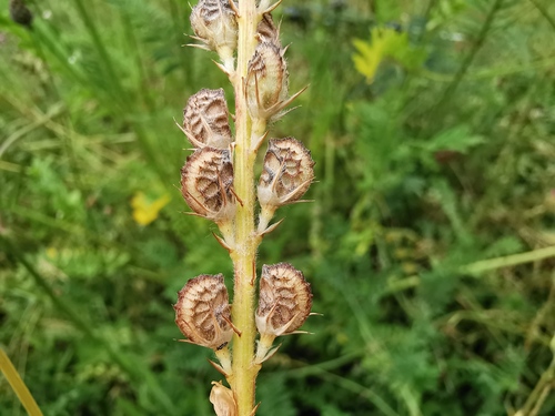 Sainfoin