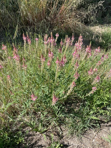Sainfoin