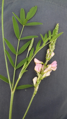 Sainfoin