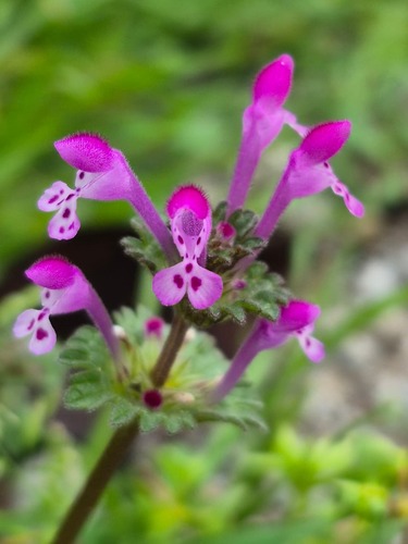 henbit deadnettle