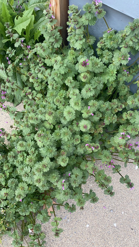 henbit deadnettle