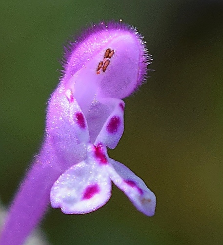 henbit deadnettle