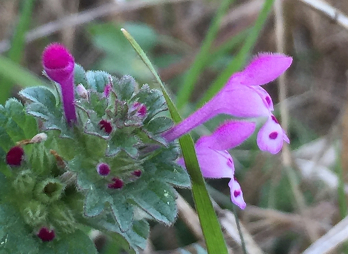 henbit deadnettle
