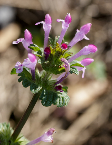 henbit deadnettle